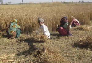 लकडाउनको प्रभाव नरहे पनी महोत्तरीमा राहत बाडियो