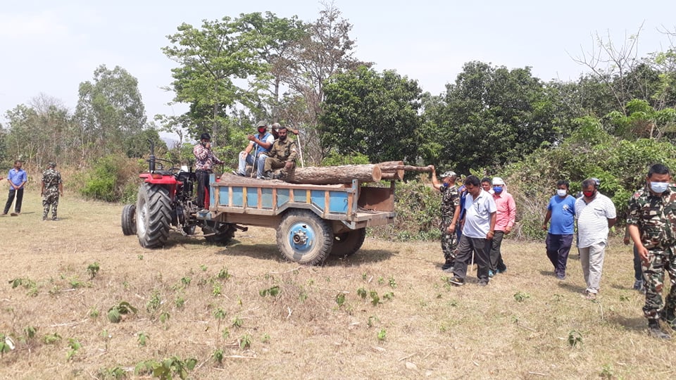 महोत्तरीमा वन तस्करी विरुद्ध ‘स्टिङ्ग अप्रेसन’ सुरु