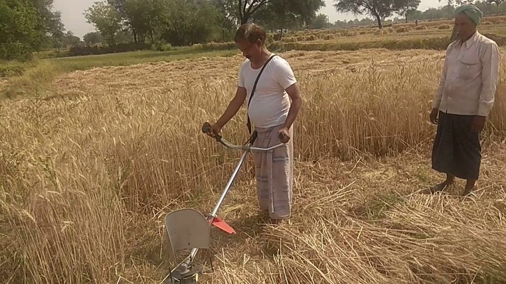 गहू भित्रियाउने बेलामा पानी पर्दा किसान चिन्तित:दोहरो पिडामा परेको उनिहरुको गुनासो ।