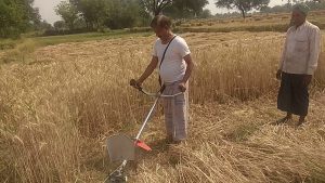 गहू भित्रियाउने बेलामा पानी पर्दा किसान चिन्तित:दोहरो पिडामा परेको उनिहरुको गुनासो ।