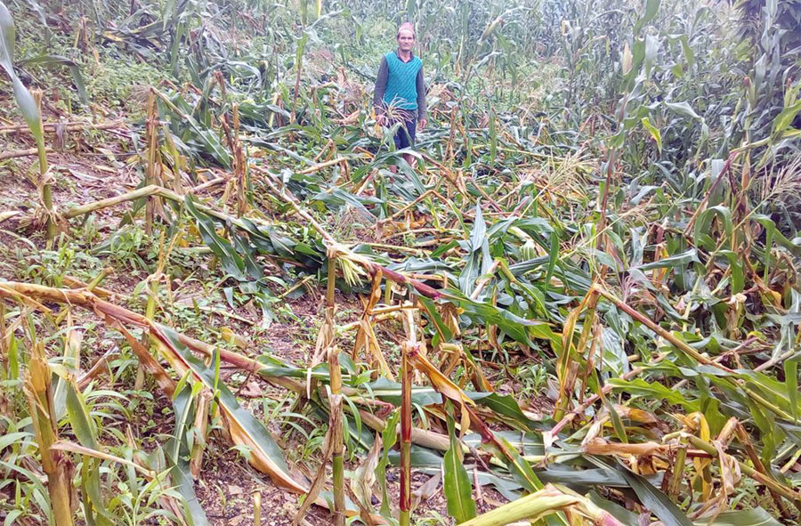 हावाहुरी संगै आएको पानीले गर्दा पर्सामा एक अर्ब ३२ करोड़को क्षति भएको कृषि ज्ञान केन्द्र पर्साको अनुमान।