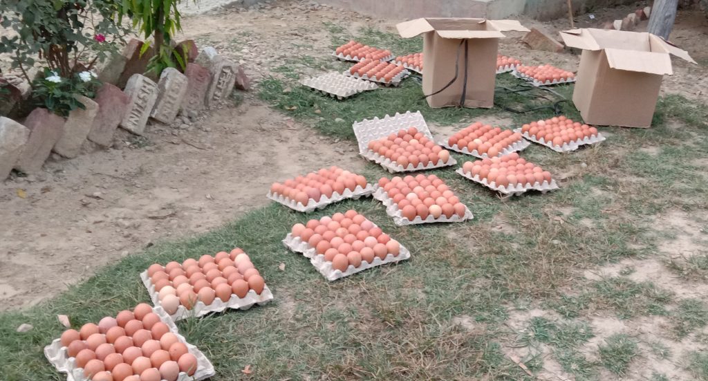 महोत्तरीको मगर थाना प्रहरी द्वारा अबैध रुपमा राखिएको अण्डा नष्ट