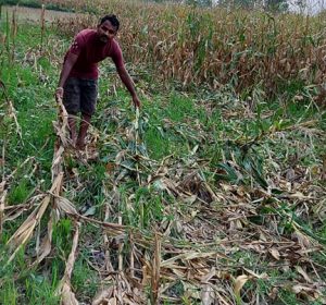 पाकेको मकै खेतमा नै कुहिन थाल्यो सरकार:उचित राहतको ब्यवस्थापन गरिदिन किसानहरुको मांग