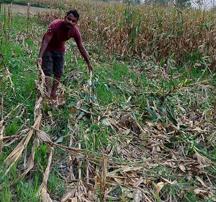 पाकेको मकै खेतमा नै कुहिन थाल्यो सरकार:उचित राहतको ब्यवस्थापन गरिदिन किसानहरुको मांग