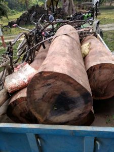 महाेत्तरीमा काठ तस्कार बढ्यो, सम्बन्धित निकाय माैन