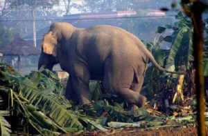 हात्ती लखेट्ने क्रममा झापामा एक भारतीयको मृत्यु