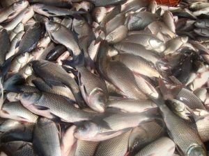 माछा बिक्री नहुँदा मत्स्यपालन व्यवसायी चिन्तामा