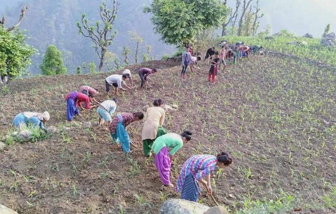 बाली लगाउनुअघि  नाफा सुनिश्चित गर्ने नीतिबाट किसान हर्षित