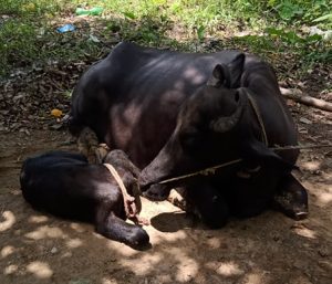 बैसठ्ठी हजारको अबैध भैसी र पाडीसहित १ जना पर्सा प्रहरीको नियन्त्रणमा
