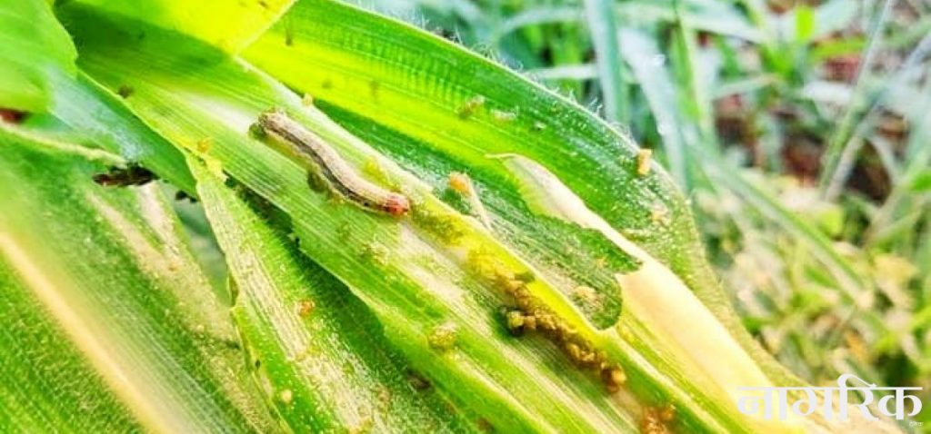 फौजी किरा नियन्त्रणका लागि किसानलाई निःशुल्क विषादी