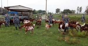 बारामा अबैद्ध बाख्रा प्रहरीको नियन्त्रणमा