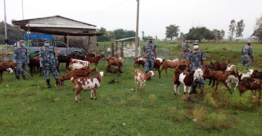 बारामा अबैद्ध बाख्रा प्रहरीको नियन्त्रणमा