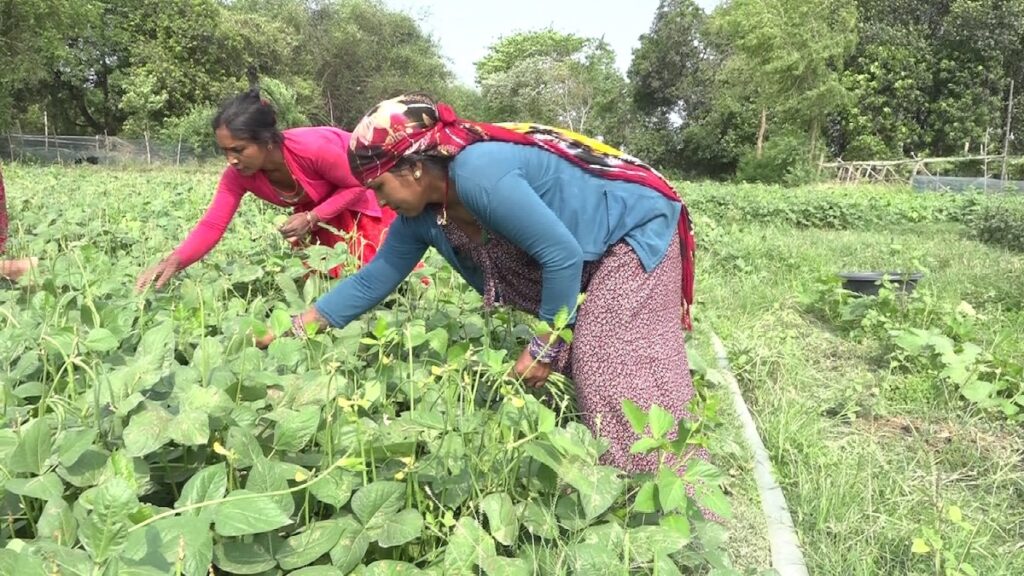 ‘धेरै कमाइ एकैपटक हुँदैन, तर दैनिक आम्दानी सुनिश्चित’