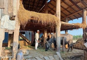 दुग्ध उत्पादनतर्फ आत्मनिर्भर हुँदै मधेस प्रदेश