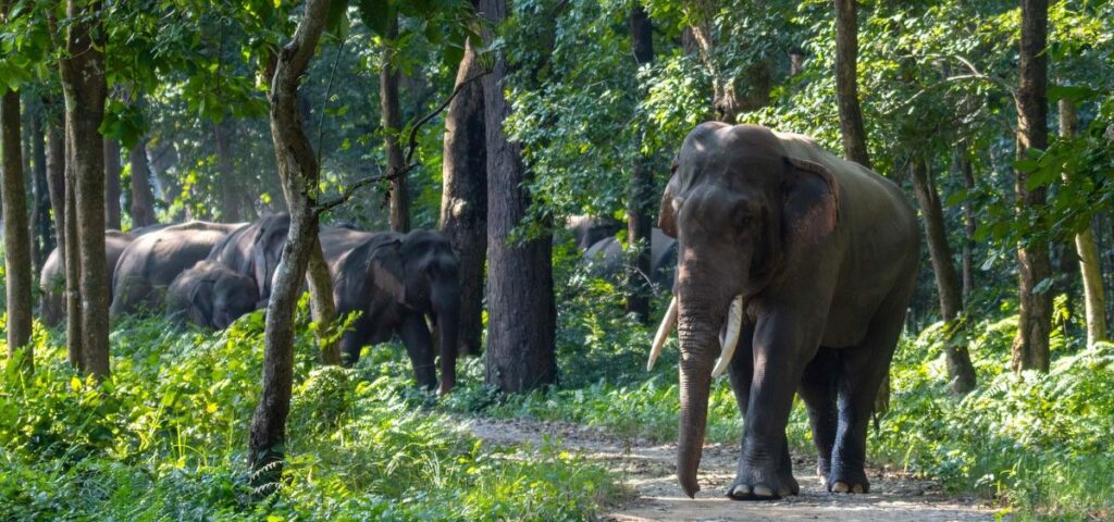 परम्परागत बाटो मासिँदा हात्ती–मानव द्वन्द्व बढ्दो