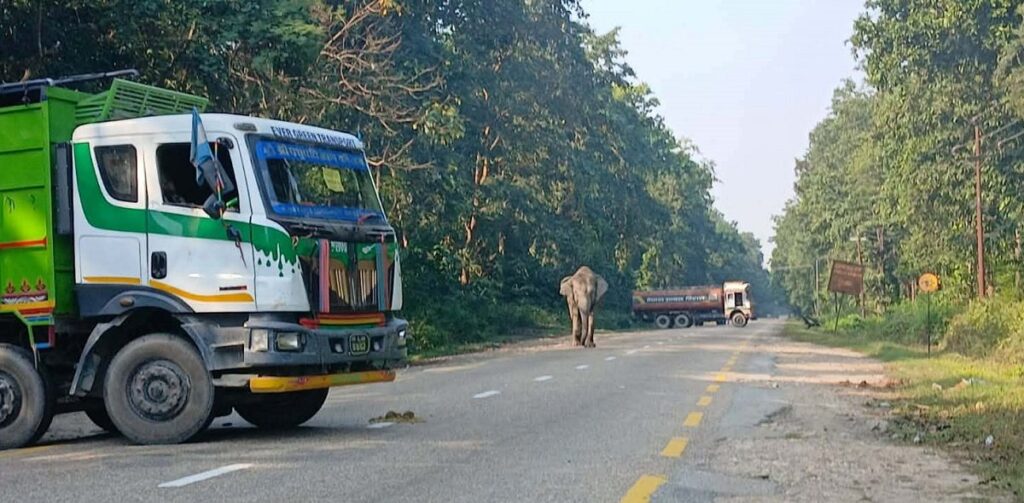 राजमार्गका हात्तीले टेरेनन् विज्ञ टोली !