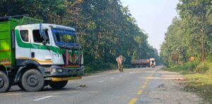 राजमार्गका हात्तीले टेरेनन् विज्ञ टोली !