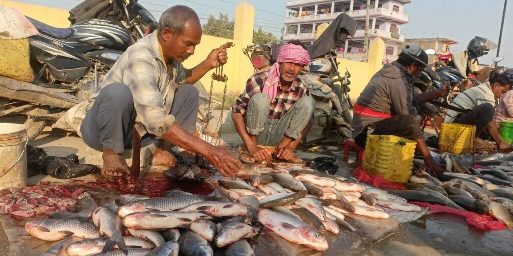 माछामा ‘ढाल्टा’ प्रथाले किसान मर्कामा