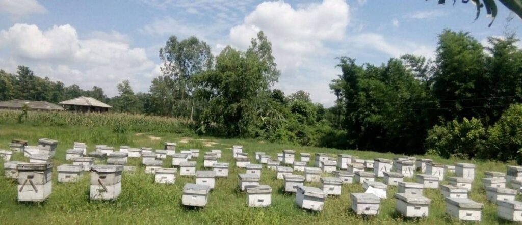 चरिचरनको समस्यामा मौरीपालक किसान, पहाडतिर जान बाध्य