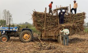 उखुको समर्थन मूल्य नतोकिँदा किसान अन्योलमा