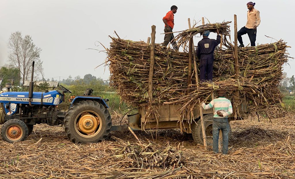उखुको समर्थन मूल्य नतोकिँदा किसान अन्योलमा